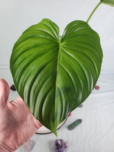 Load image into Gallery viewer, Pastazanum, Exact Plant, Philodendron
