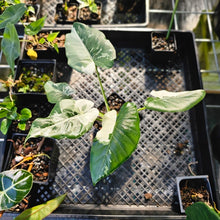 Load image into Gallery viewer, Alocasia Odora, Okinawa Silver, Exact Plant Variegated
