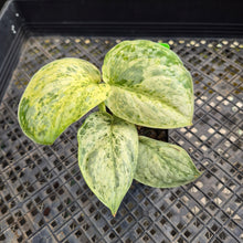 Load image into Gallery viewer, Scindapsus Peasun Variegated 2.5" pot, Fedex 2day*
