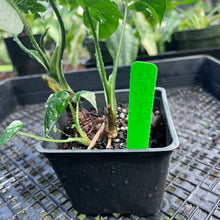 Load image into Gallery viewer, Alocasia Odora, Okinawa Silver, Exact Plant Variegated Multi top plant

