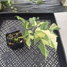 Load image into Gallery viewer, Rhaphidophora Tetrasperma Albo Variegated exact plant, Fedex 2day*
