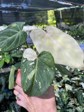 Load image into Gallery viewer, Philodendron Gloriosum variegated type 2, 4" pot, Fedex 2day*
