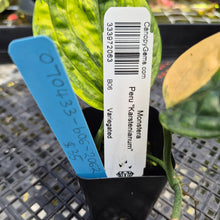 Load image into Gallery viewer, Monstera Peru "Karstenianum", Exact Plant Variegated Ships Nationwide
