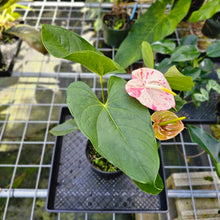 Load image into Gallery viewer, Anthurium Shibori, Exact Plant Variegated 1 gallon pot
