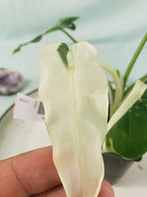 Load image into Gallery viewer, Alocasia Odora, Okinawa Silver, Exact Plant Variegated
