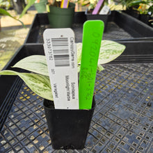 Load image into Gallery viewer, Scindapsus Moonlight Marble, Exact Plant Variegated Ships Nationwide

