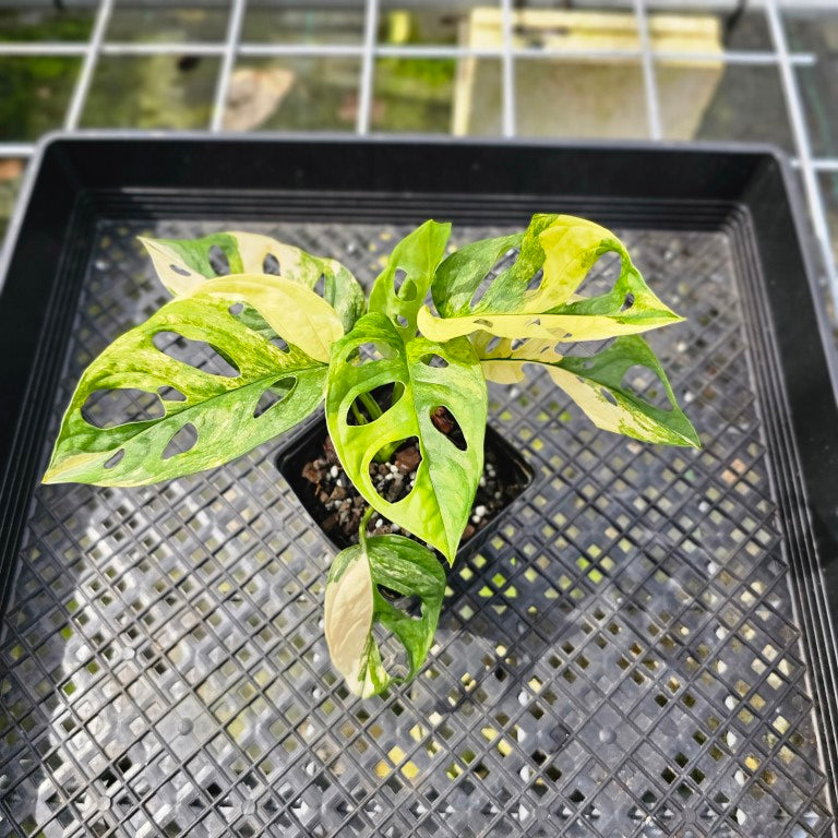 Monstera Adansonii Aurea, Exact Plant Variegated