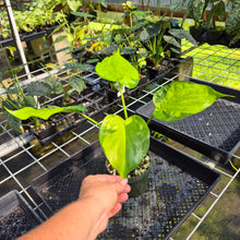 Load image into Gallery viewer, Alocasia Cucullata Banana Split Variegated exact plant, Fedex 2day*
