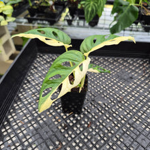 Load image into Gallery viewer, Monstera Adansonii Albo Tricolor Variegated exact plant, Fedex 2day*
