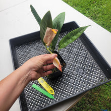 Load image into Gallery viewer, Anthurium Scherzerianum "Pig Tail", Exact Plant Ships Nationwide
