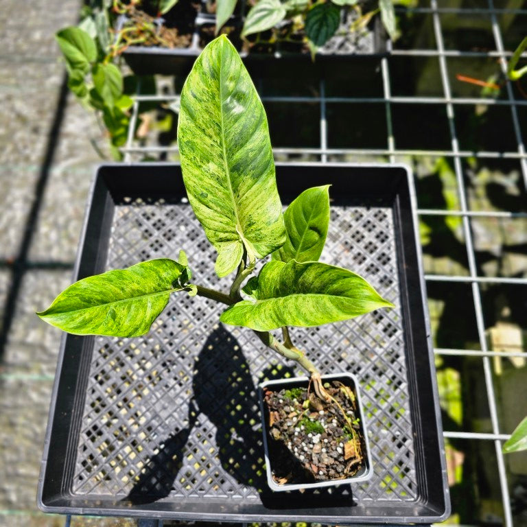 Philodendron Subhastatum, Exact Plant Variegated