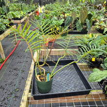Load image into Gallery viewer, Philodendron Tortum, Exact Plant Ships Nationwide
