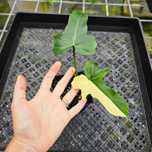 Load image into Gallery viewer, Philodendron Golden Dragon, Exact Plant Variegated Multi top plant
