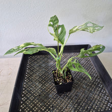 Load image into Gallery viewer, Monstera Adansonii Mint "Indonesia" Variegated exact plant, Fedex 2day*
