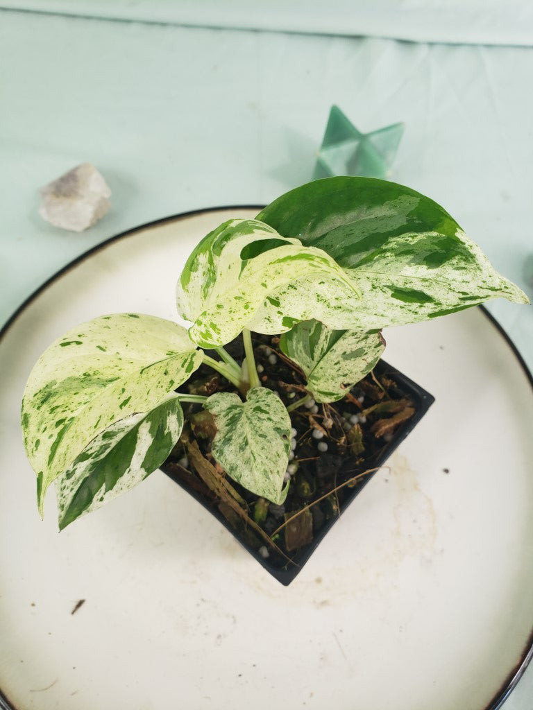 Pinnatum Marble, exact plant, variegated Epipremnum, ships nationwide