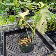 Load image into Gallery viewer, Monstera Borsigiana Albo Deliciosa Variegated exact plant, Fedex 2day*
