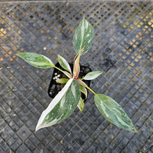 Load image into Gallery viewer, Philodendron Red Anderson Variegated 2.5" pot, Fedex 2day*
