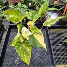 Load image into Gallery viewer, Anthurium Andraeanum White Heart, Exact Plant Variegated Ships Nationwide

