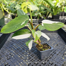 Load image into Gallery viewer, Philodendron White Princess, Exact Plant Variegated Ships Nationwide
