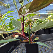 Load image into Gallery viewer, Philodendron Red Anderson, Exact Plant Ships Nationwide
