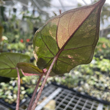 Load image into Gallery viewer, Alocasia Yucatan Princess Pink variegated 2.5" pot, Fedex 2day*
