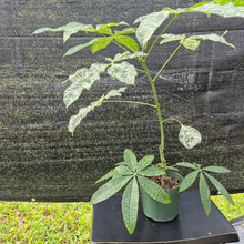 Load image into Gallery viewer, Pachira Aquatica Money Tree, Exact Plant Variegated Ships Nationwide
