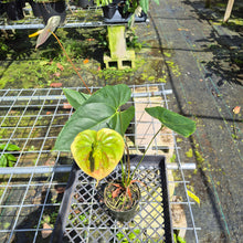 Load image into Gallery viewer, Anthurium Peppermint Splash, Shibori AFF, speckled , Exact Plant
