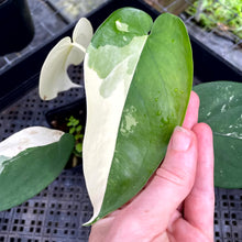 Load image into Gallery viewer, Syngonium Chiapense, Exact Plant Variegated Ships Nationwide
