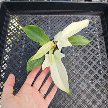Load image into Gallery viewer, Philodendron Florida Ghost, Exact Plant Ships Nationwide
