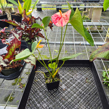 Load image into Gallery viewer, Anthurium Shibori, Exact Plant Variegated
