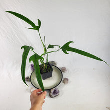 Load image into Gallery viewer, Philodendron Holtonianum, Exact Plant
