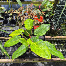 Load image into Gallery viewer, Philodendron Jungle Fever Mint, Exact Plant Variegated Ships Nationwide
