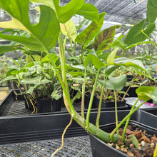 Load image into Gallery viewer, Rhaphidophora Tetrasperma Albo, Exact Plant Variegated Ships Nationwide
