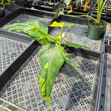Load image into Gallery viewer, Philodendron Domesticum Variegated exact plant, Fedex 2day*
