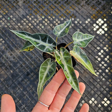 Load image into Gallery viewer, Alocasia Bambino, Exact Plant Variegated Ships Nationwide
