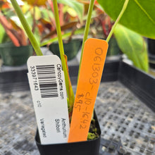 Load image into Gallery viewer, Anthurium Shibori, Exact Plant Variegated Ships Nationwide
