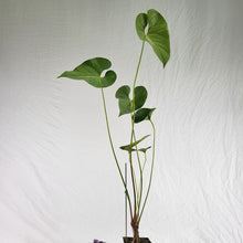 Load image into Gallery viewer, Anthurium Decipiens, Exact Plant Ships Nationwide
