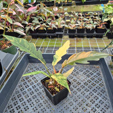 Load image into Gallery viewer, Philodendron Caramel Marble variegated exact plant, Fedex 2day*
