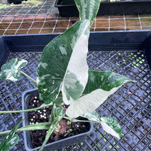 Load image into Gallery viewer, Alocasia Odora, Okinawa Silver, Exact Plant Variegated Multi top plant
