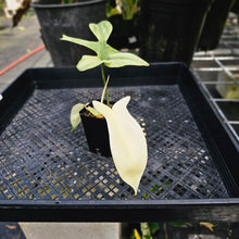 Load image into Gallery viewer, Philodendron Florida Ghost, Exact Plant Ships Nationwide
