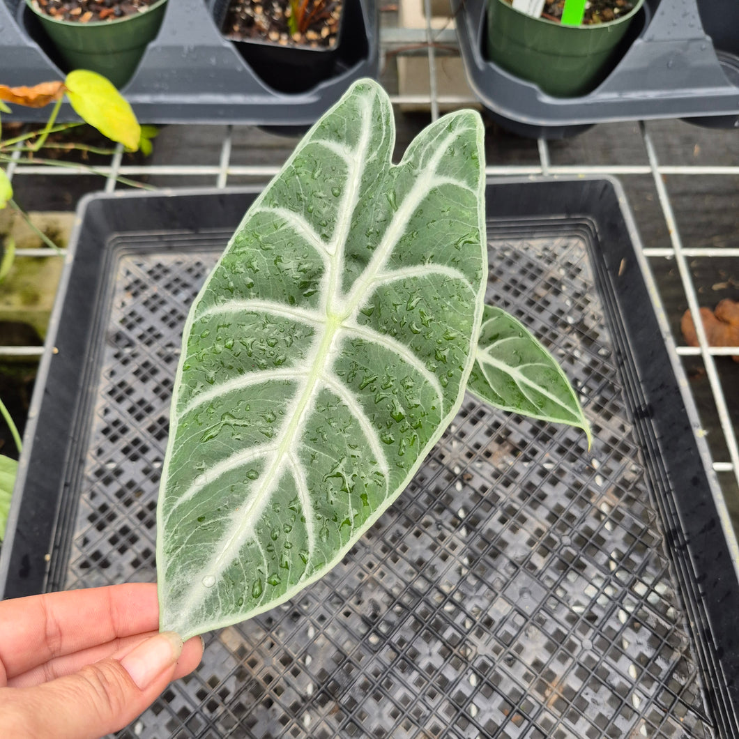 Alocasia Longiloba Lowii, Exact Plant Ships Nationwide