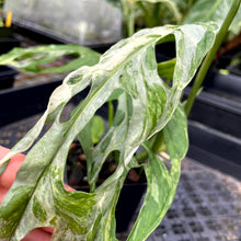 Load image into Gallery viewer, Monstera Adansonii Mint &quot;Indonesia&quot;, Exact Plant Variegated Ships Nationwide
