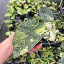 Load image into Gallery viewer, Alocasia Melo Aurea variegated 2.5" pot, Fedex 2day*
