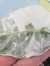 Load image into Gallery viewer, Frydek, Exact Plant, variegated Alocasia
