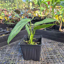 Load image into Gallery viewer, Anthurium Warocqueanum, Queen, Exact Plant Ships Nationwide
