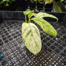 Load image into Gallery viewer, Rhaphidophora Puberula, Exact Plant Variegated Ships Nationwide
