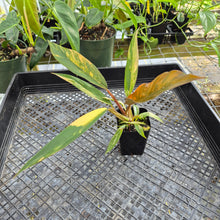 Load image into Gallery viewer, Philodendron Caramel Marble, Exact Plant Variegated Ships Nationwide
