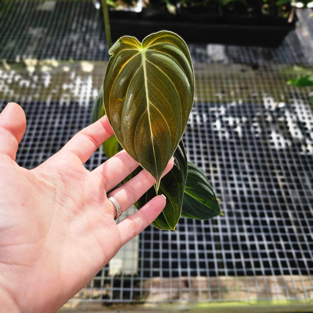 Philodendron Melanochrysum, Exact Plant 2'' pot Ships Nationwide