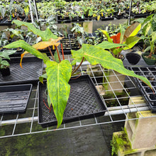 Load image into Gallery viewer, Philodendron Orange Marmalade, Autumn Queen exact plant, Fedex 2day
