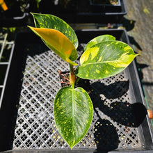 Load image into Gallery viewer, Philodendron Green Congo Nuclear, Exact Plant Variegated

